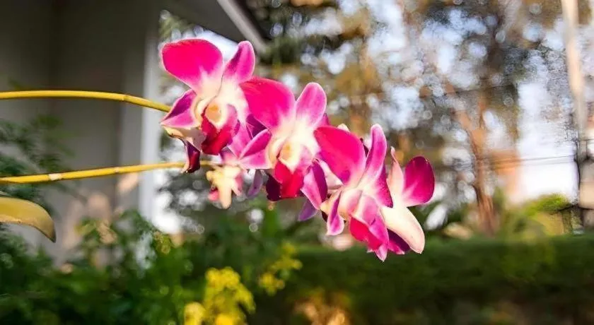 Chayada Garden House and Resort Hotel