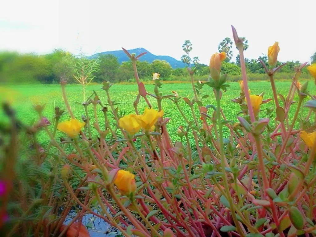 BanRai ChernMa Resort