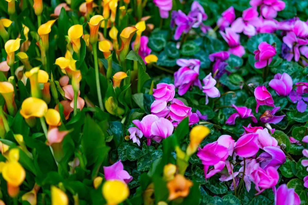 Orleans Hotel and Casino