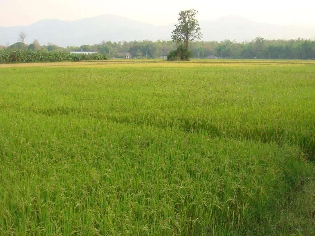 Indie House @ Maerim