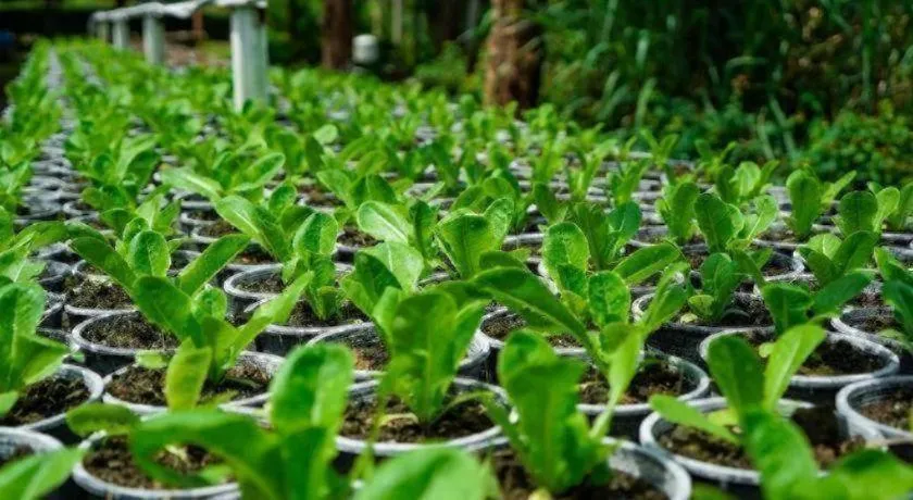 Valley Garden Resort