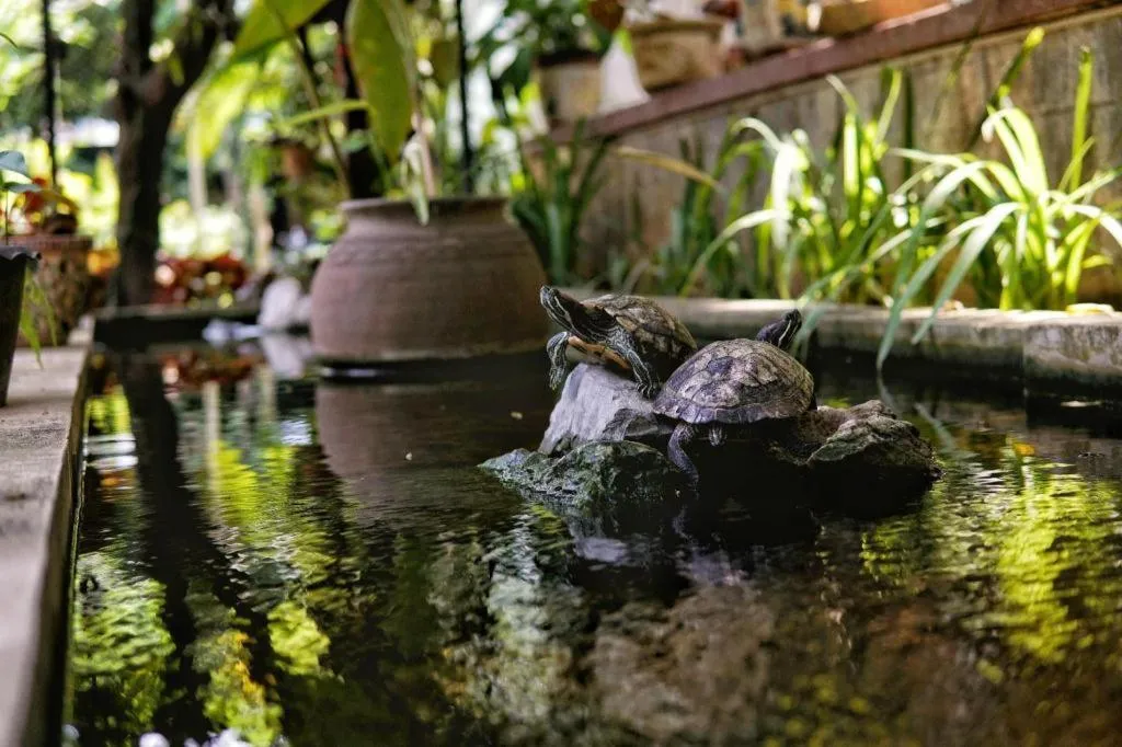 Lanis House by the Ponds