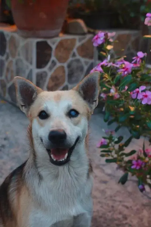 Kacha Resort Kacha Resort