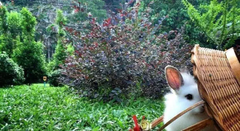 V Valley Resort V Valley Resort