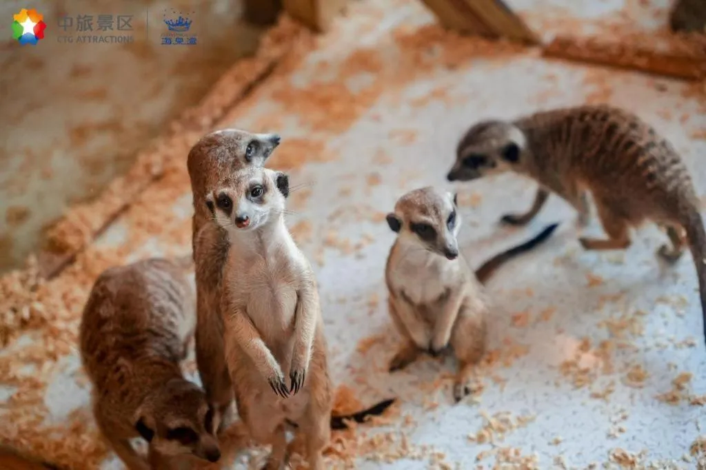 Ocean Spring Metropark Hotel Zhuhai