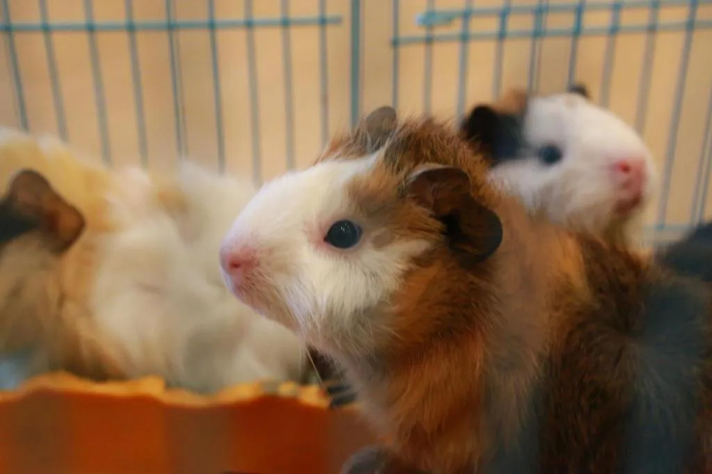 Ocean Spring Metropark Hotel Zhuhai