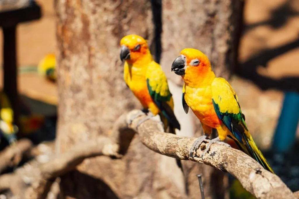 Khao Yai Paradise on Earth