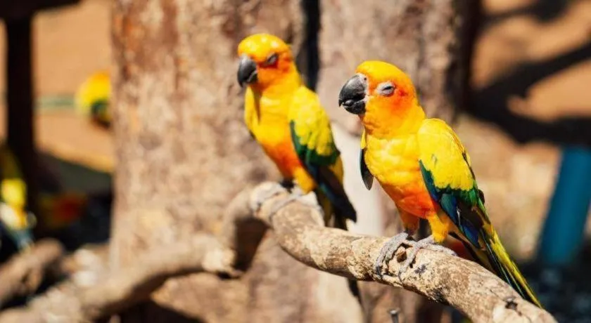 Khao Yai Paradise on Earth