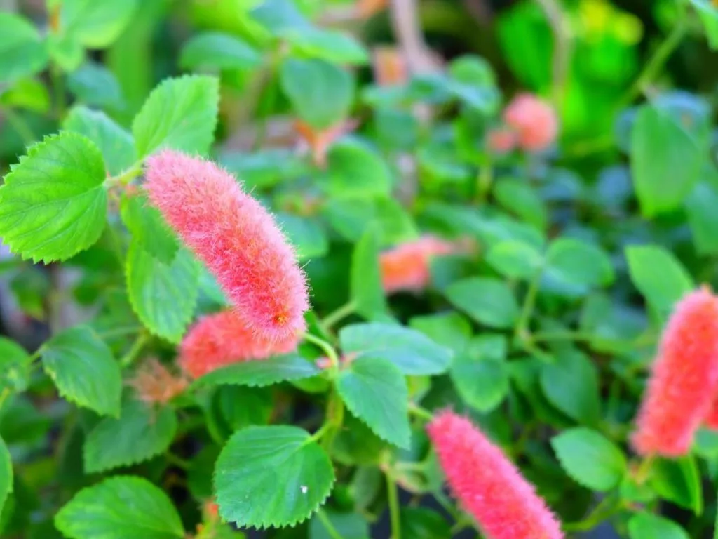 Rommai Rimnaam Resort