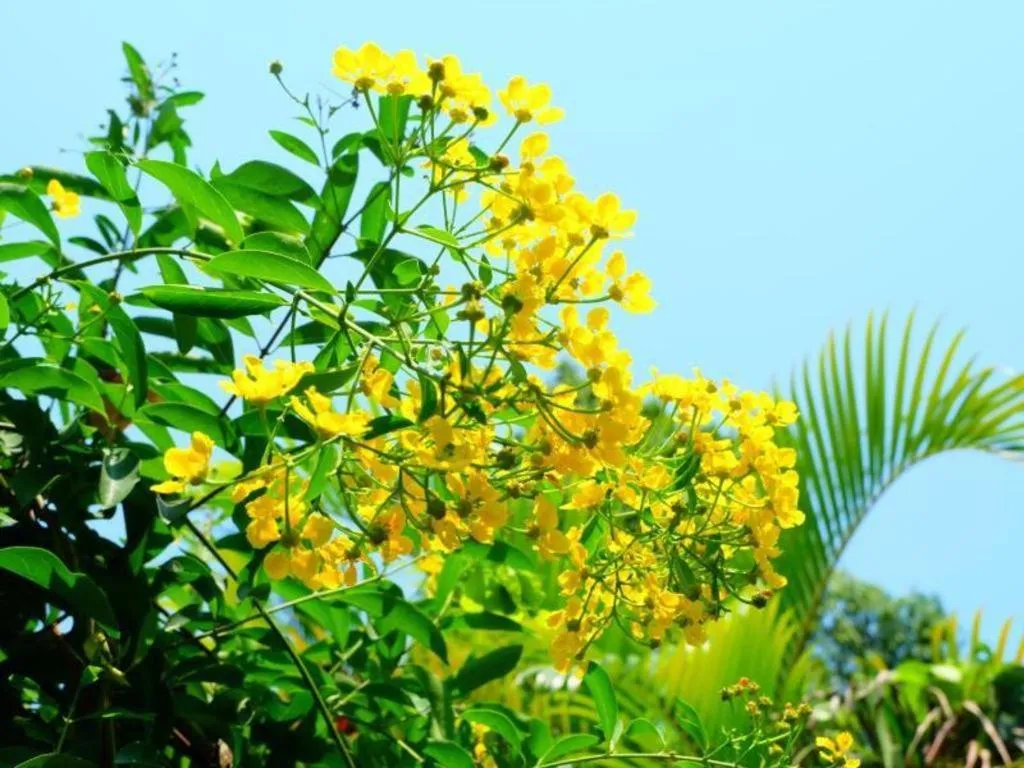 Rommai Rimnaam Resort