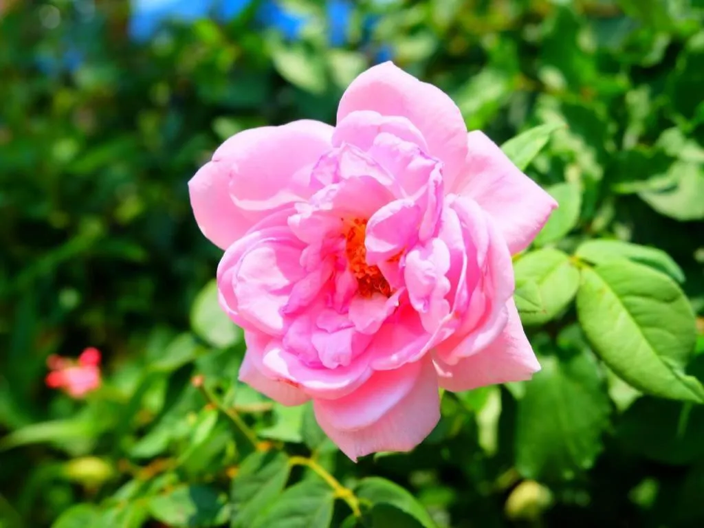 Rommai Rimnaam Resort