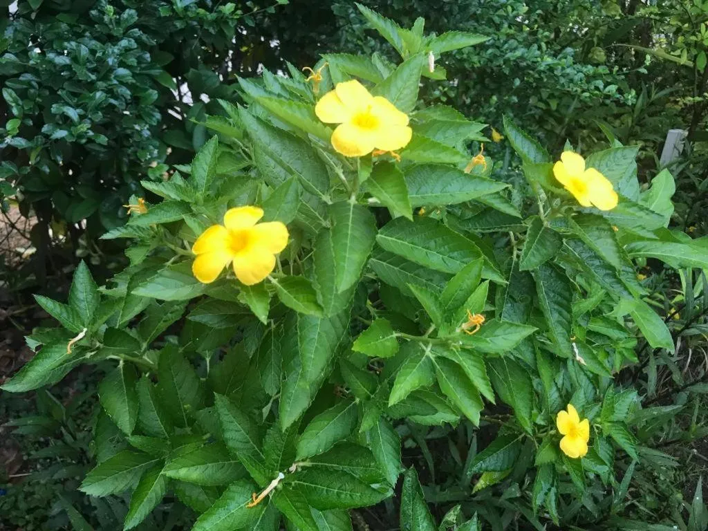 Lai Ming Hotel Cosmoland