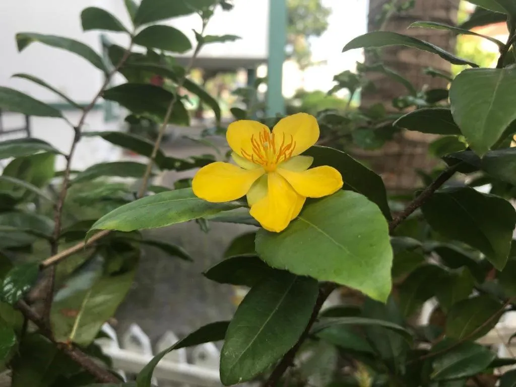 Lai Ming Hotel Cosmoland