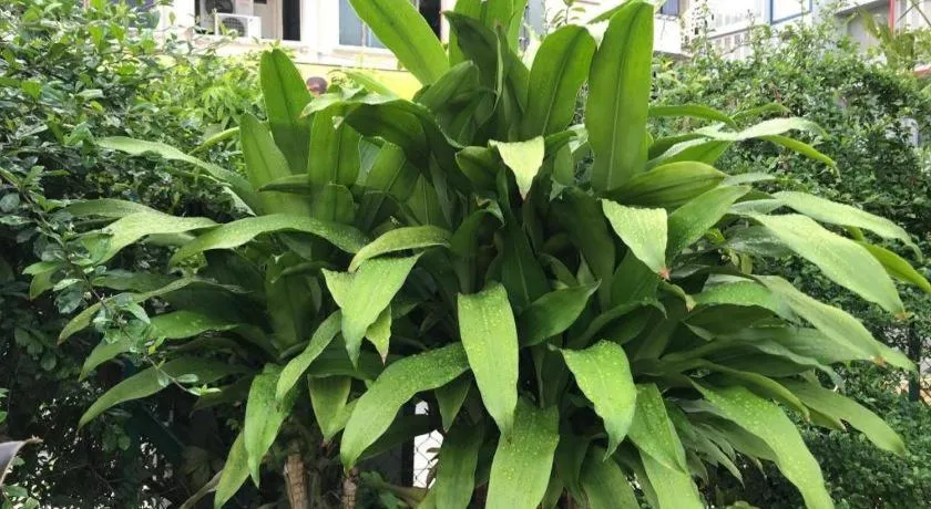 Lai Ming Hotel Cosmoland