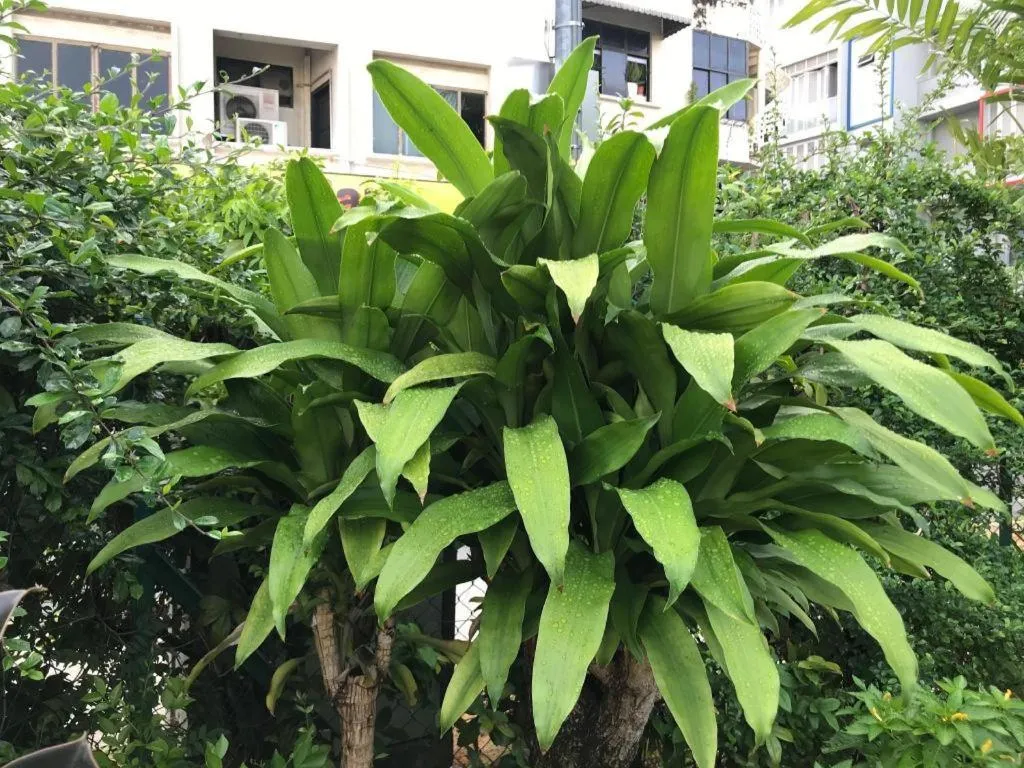 Lai Ming Hotel Cosmoland