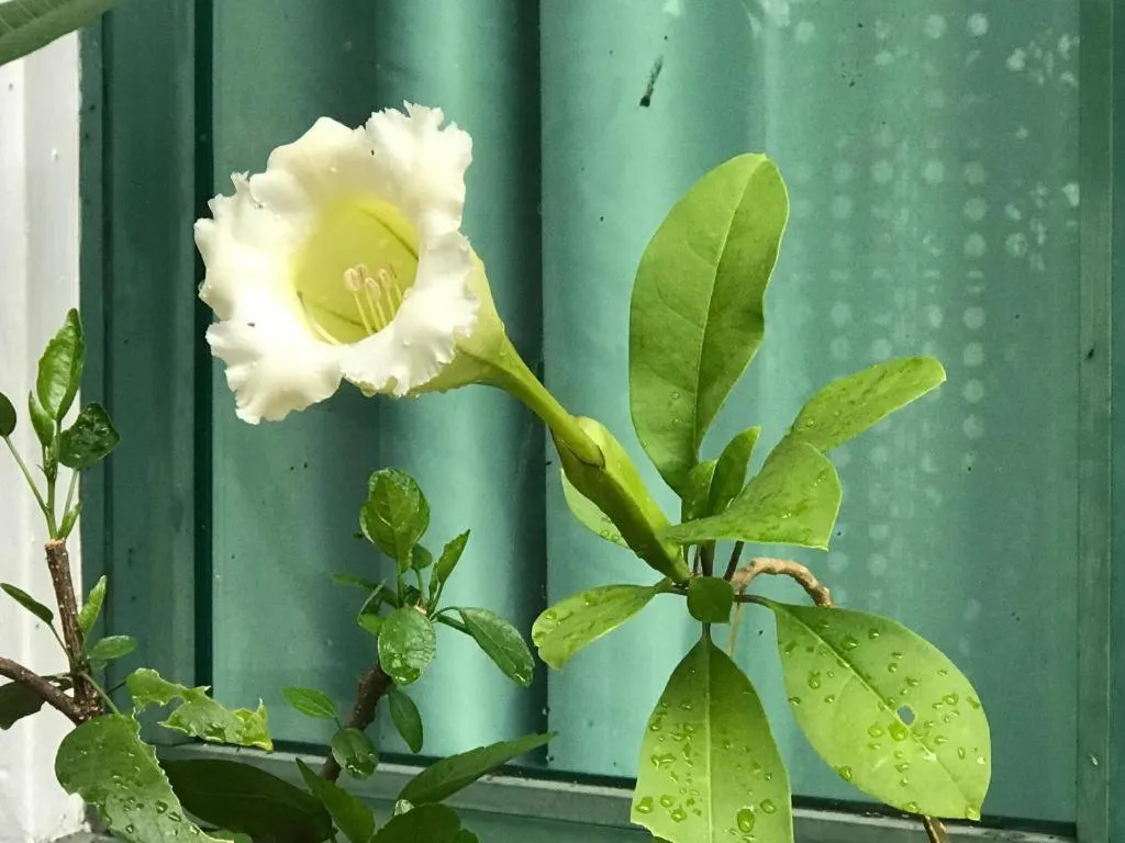 Lai Ming Hotel Cosmoland