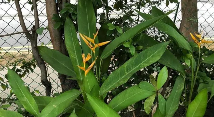 Lai Ming Hotel Cosmoland