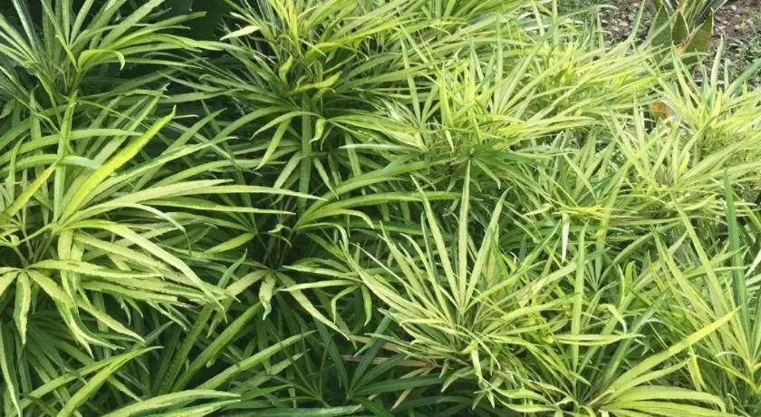 Lai Ming Hotel Cosmoland