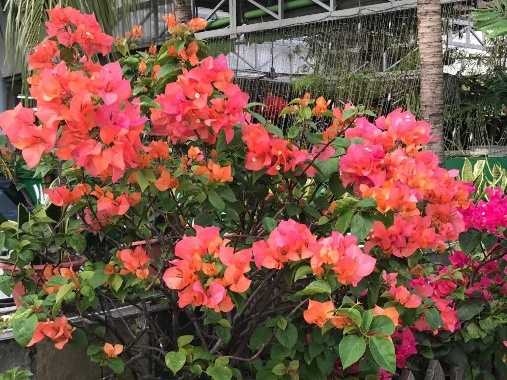 Lai Ming Hotel Cosmoland