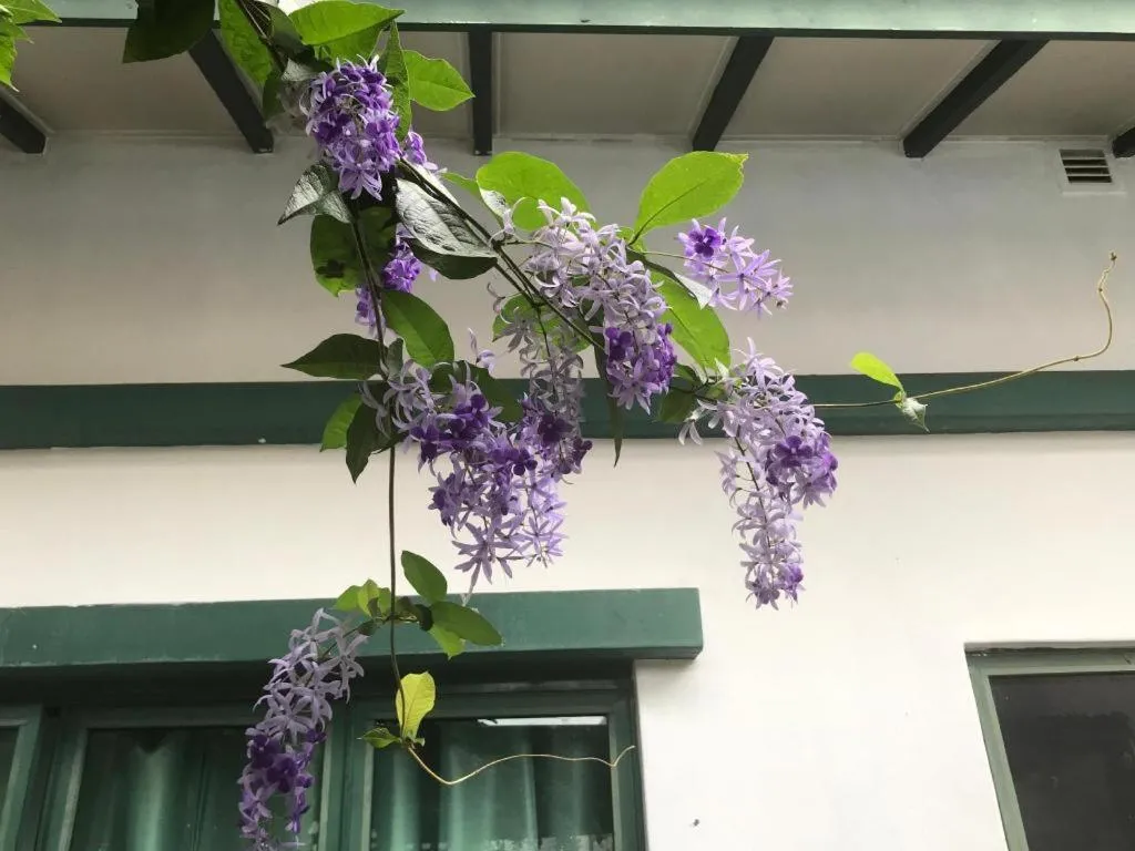 Lai Ming Hotel Cosmoland