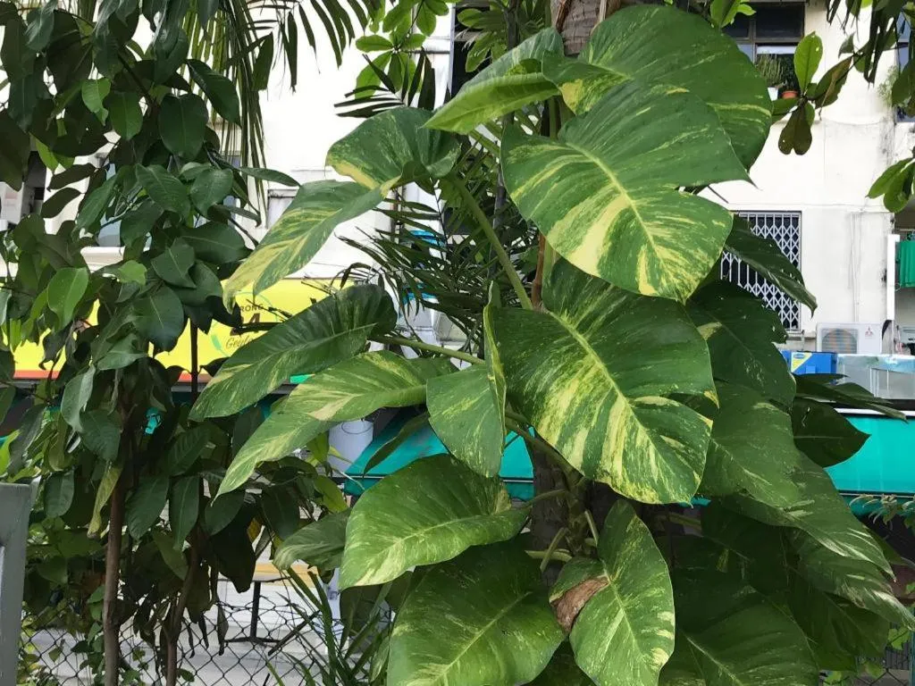 Lai Ming Hotel Cosmoland