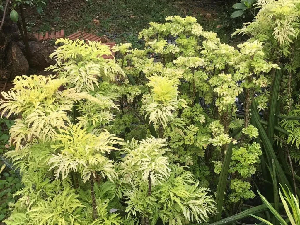 Lai Ming Hotel Cosmoland