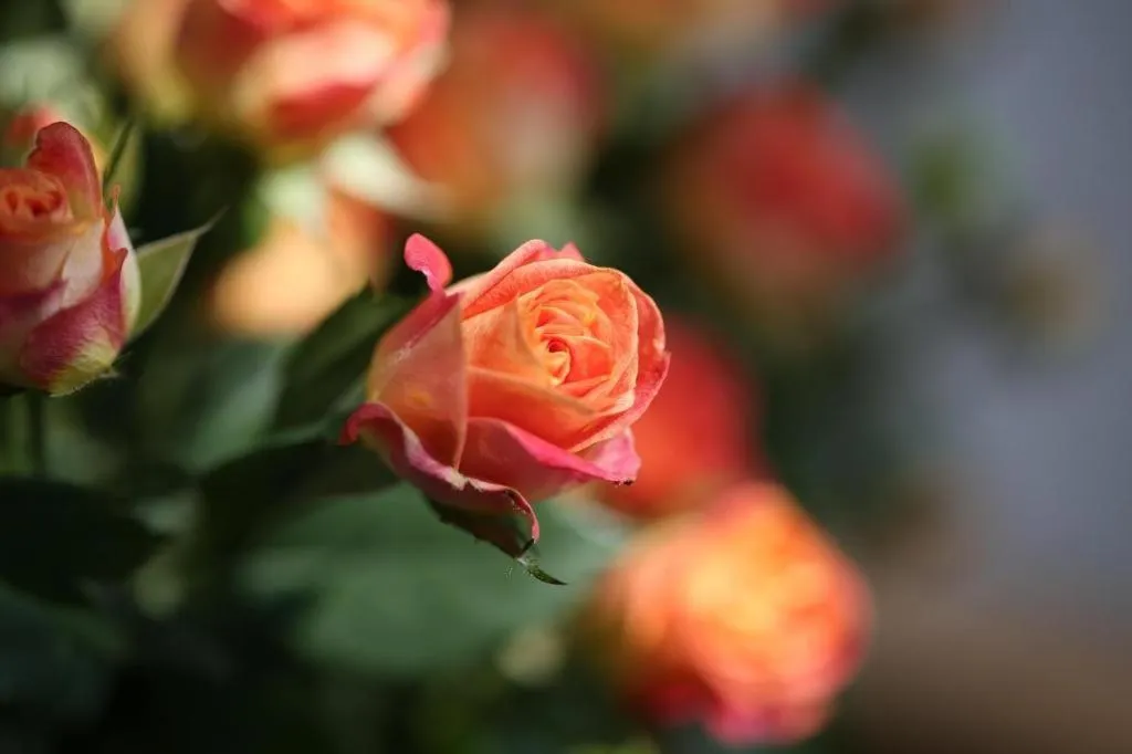 Mangrove Tree Resort World Qingdao