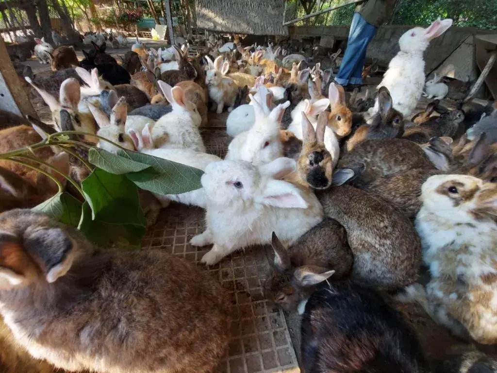 Tanaosri & Creekside Resort Tanaosri & Creekside Resort