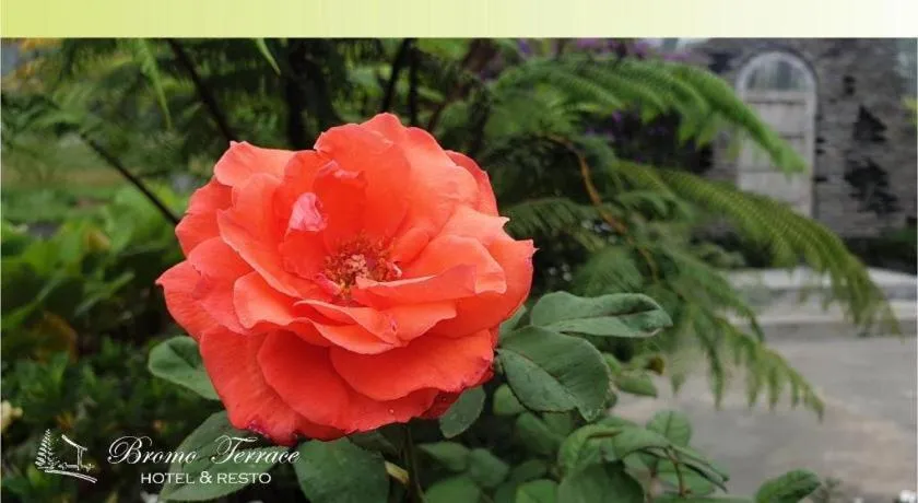 Bromo Terrace Hotel