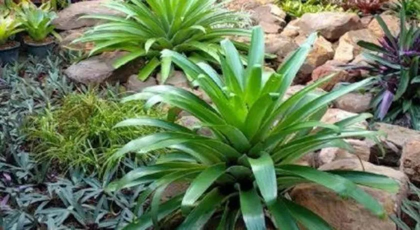 Nangrong garden home