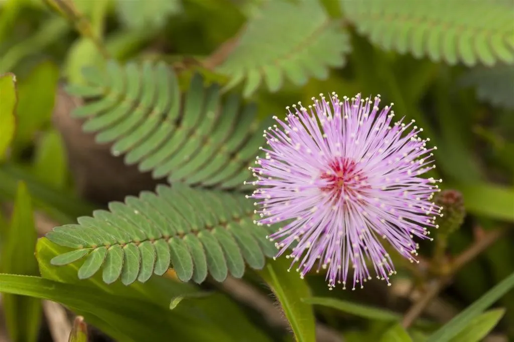 Java Lotus Hotel Jember