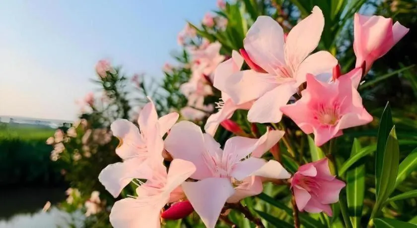 Pingview Villa Resort