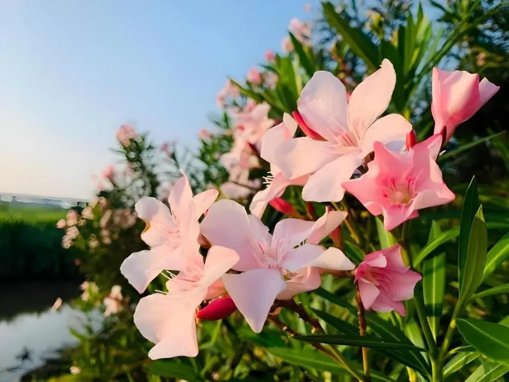 Pingview Villa Resort Pingview Villa Resort