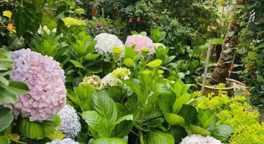 La Roza Dalat Boutique Hotel