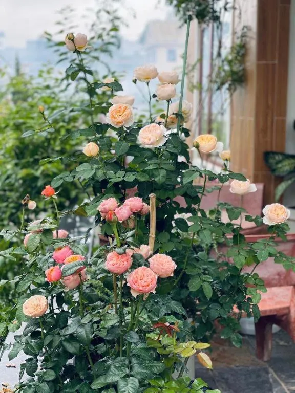 La Roza Dalat Boutique Hotel