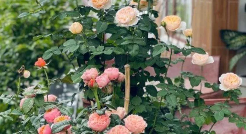 La Roza Dalat Boutique Hotel