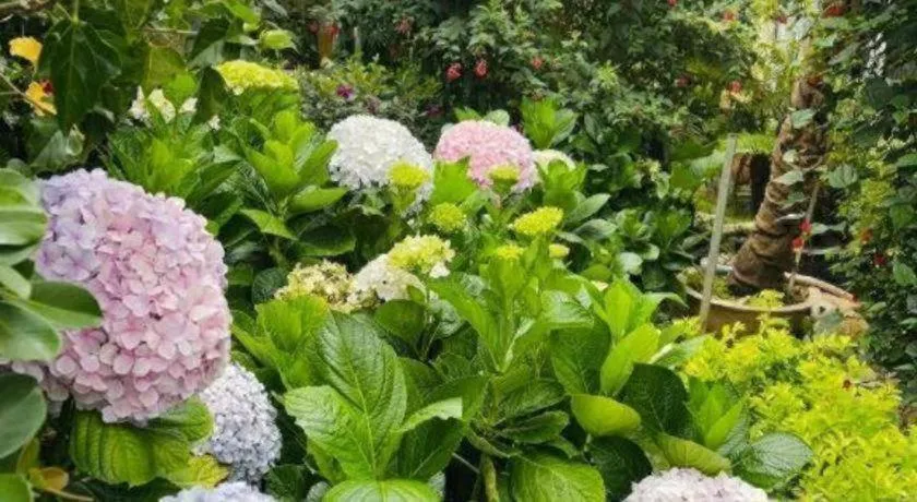 La Roza Dalat Boutique Hotel