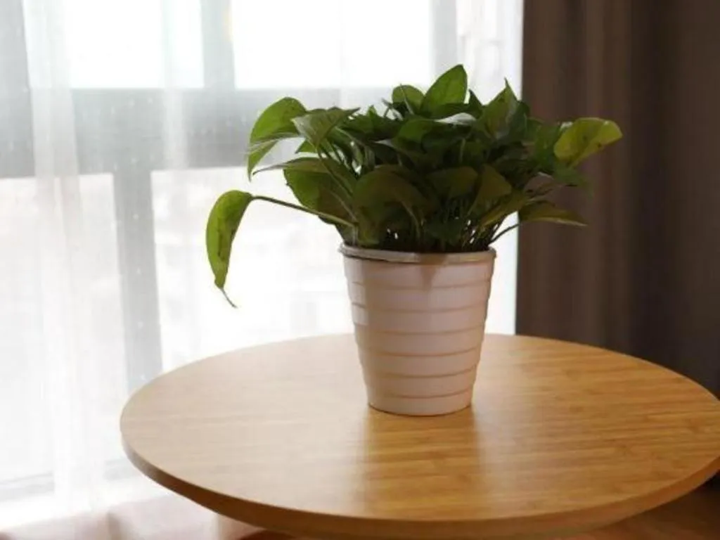 Vatica Hangzhou Linan Qianwang Street Hotel