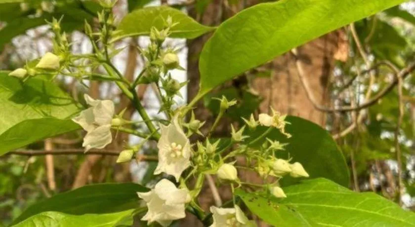 Banmaihom Resort Amphawa