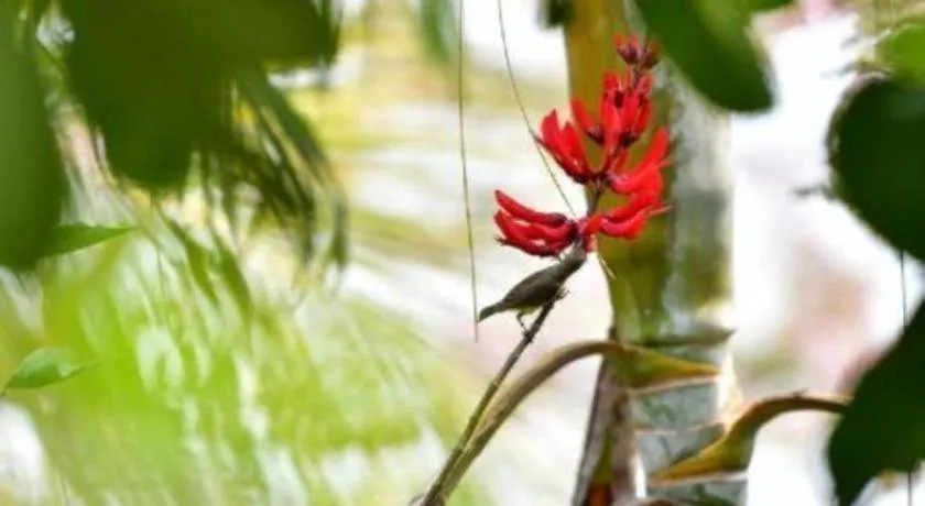 Banmaihom Resort Amphawa