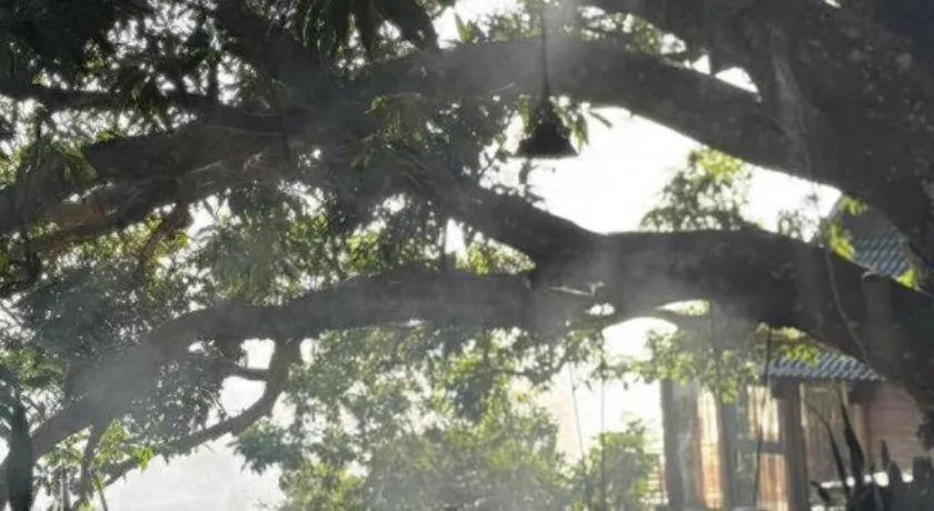 Mango House - Seaview - Homestay.