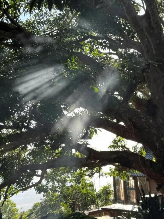 Mango House - Seaview - Homestay.