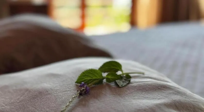 Bed in Mango House - Seaview - Homestay.