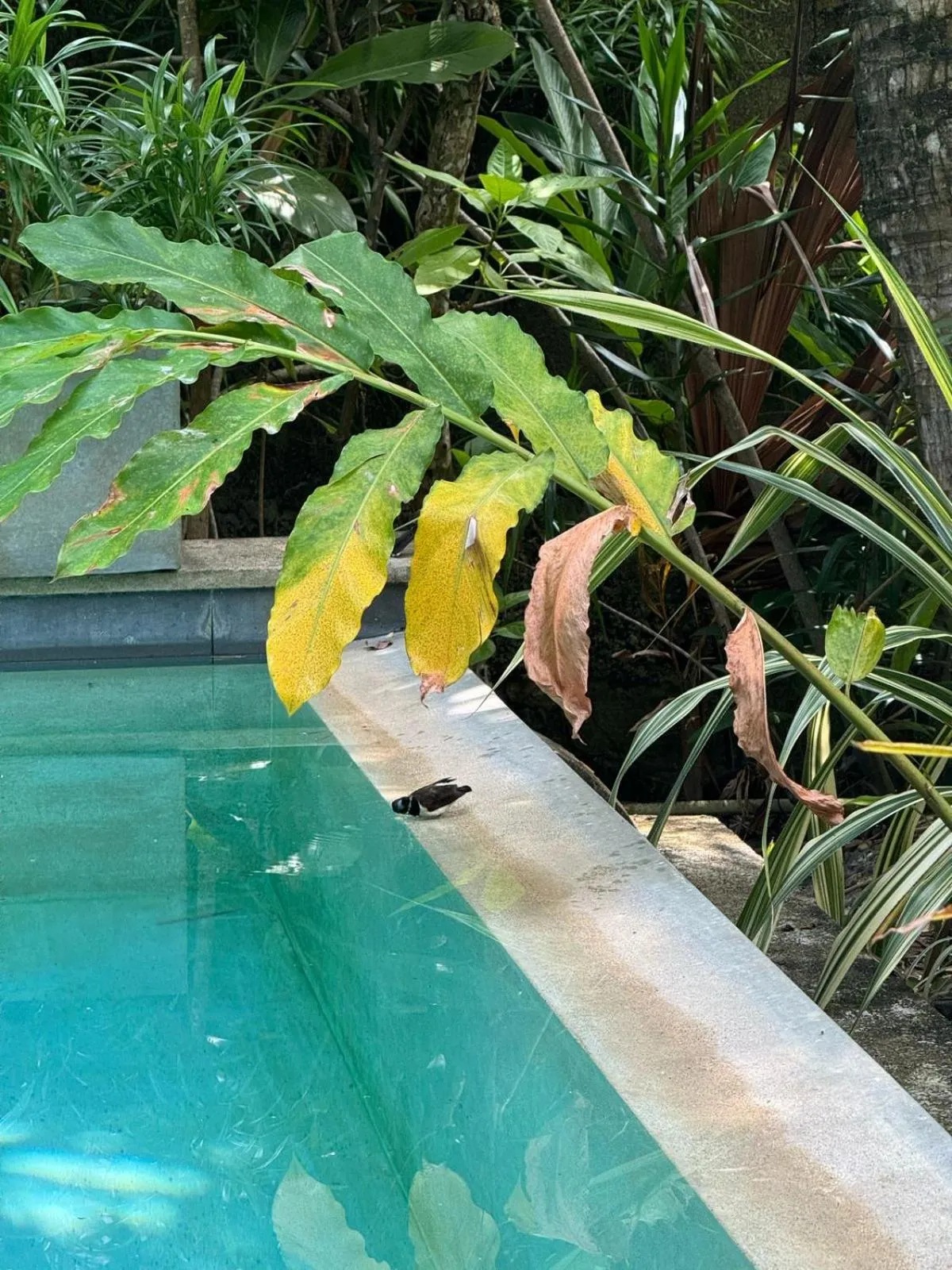 Swimming pool in Aurora