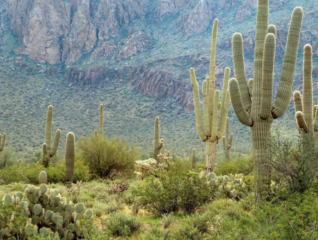 Sheraton Crescent Hotel