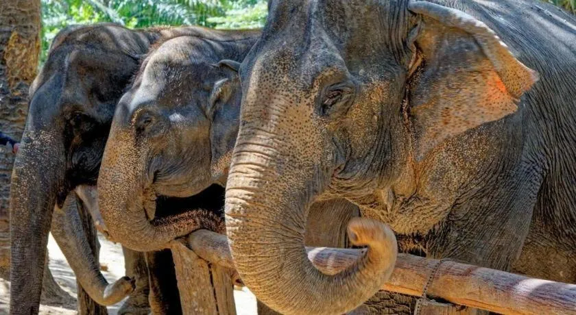 Dusit Phuphaya Resort