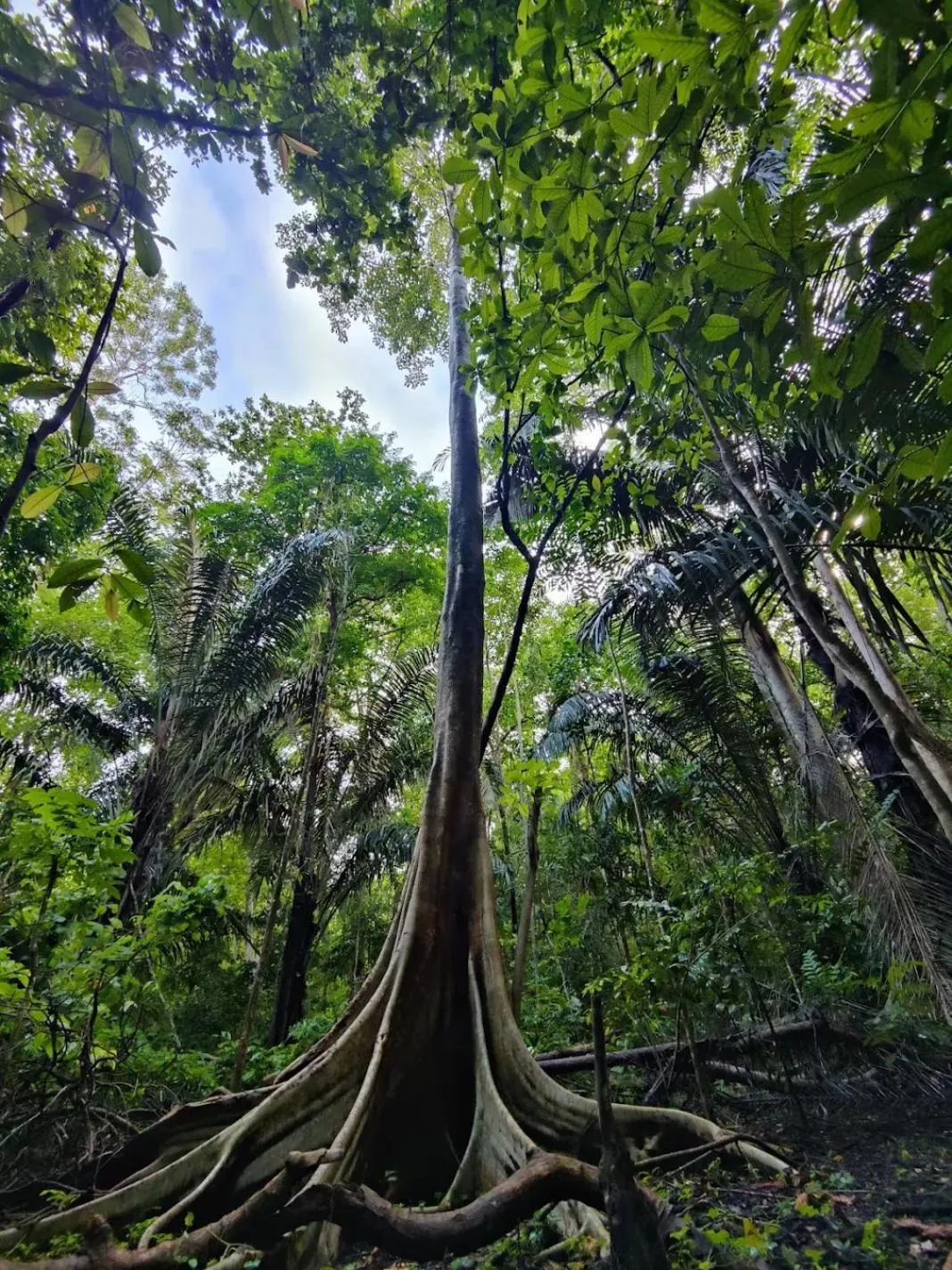 Nearby landmark in Tangkoko Macaca