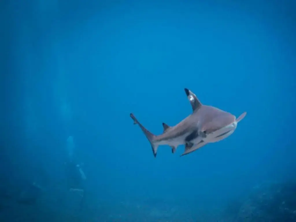 Tulamben Wreck Divers Resort & Restaurant Tulamben Wreck Divers Resort & Restaurant