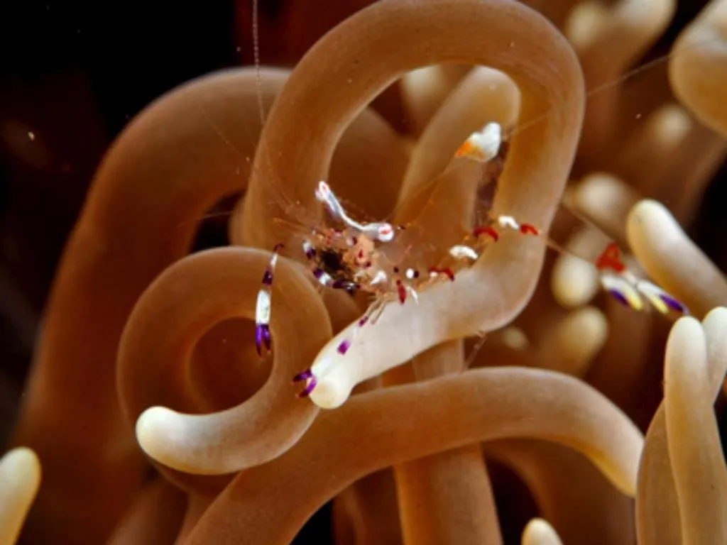 Tulamben Wreck Divers Resort & Restaurant