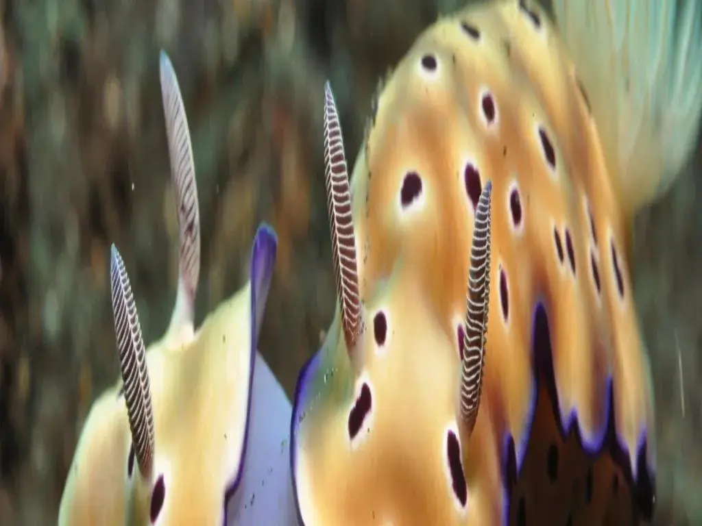 Tulamben Wreck Divers Resort & Restaurant Tulamben Wreck Divers Resort & Restaurant